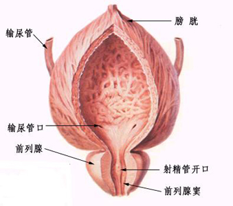 腎虛常見(jiàn)病證的調(diào)養(yǎng)—前列腺增生