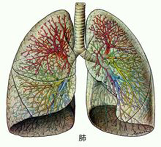 肺氣不足易氣短，人到中年要補(bǔ)肺