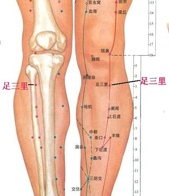 足三里穴，增強(qiáng)脾胃功能好助手