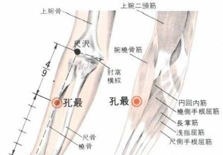 孔最穴→治咳嗽、氣喘