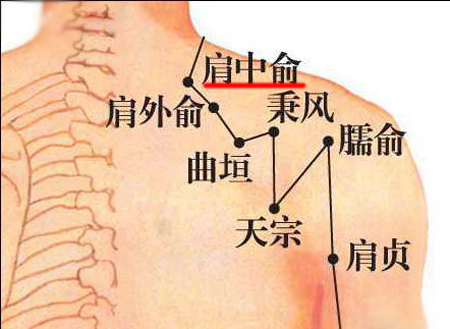 肩中俞穴→治咳嗽、氣喘