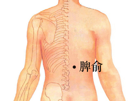 脾俞穴→健脾利濕