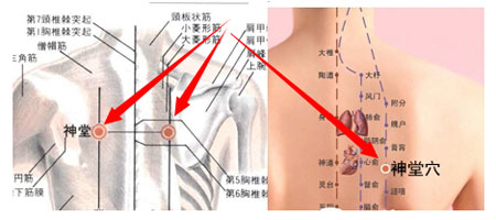 神堂穴→治咳嗽、氣喘