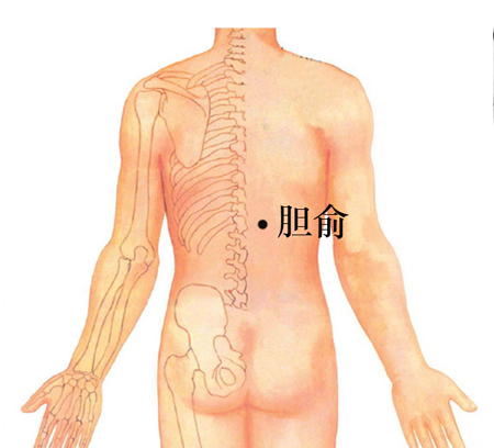 膽俞穴→治黃疸、口苦