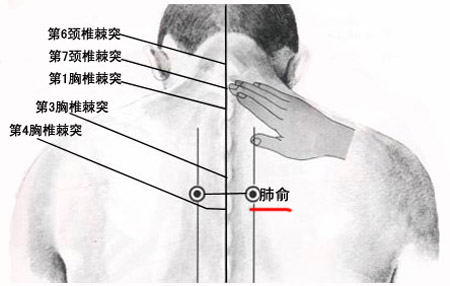 肺俞穴→治咳嗽、氣喘