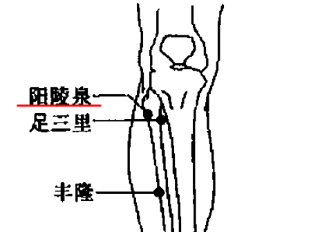 陽陵泉穴→強健腰膝