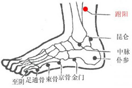 跗陽穴→治頭痛、腰骶痛