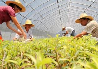中草藥質(zhì)量監(jiān)管，從規(guī)范中藥材種植采集開(kāi)始