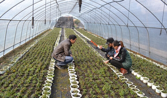 甘肅中藥材種植面積和產(chǎn)量均居全國第一