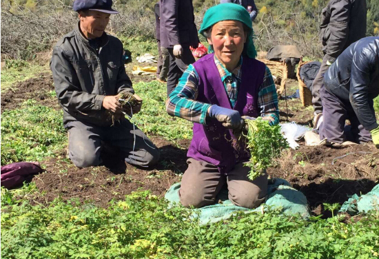 不安全中藥材反“致病” 無(wú)限極中草藥科學(xué)種植守護(hù)凈土