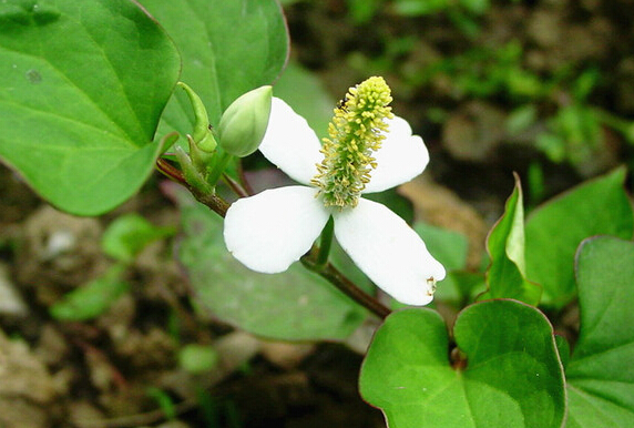 浙江發(fā)展生態(tài)中藥材種植促進(jìn)農(nóng)民增收