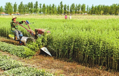 靖遠(yuǎn)縣立足資源稟賦優(yōu)勢(shì)大力種植中藥材