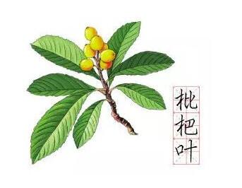 浙江衢州面向全球尋找楊繼洲后裔