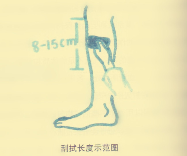 刮拭長度示范圖