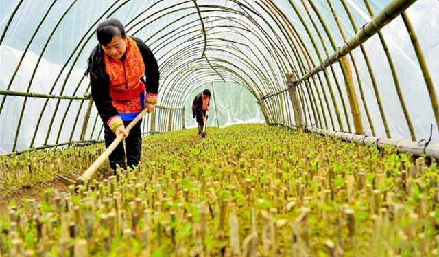 廣西來賓市金秀瑤族自治縣六巷鄉(xiāng)六巷村泗水屯農(nóng)民在中藥材育苗基地大棚里勞作