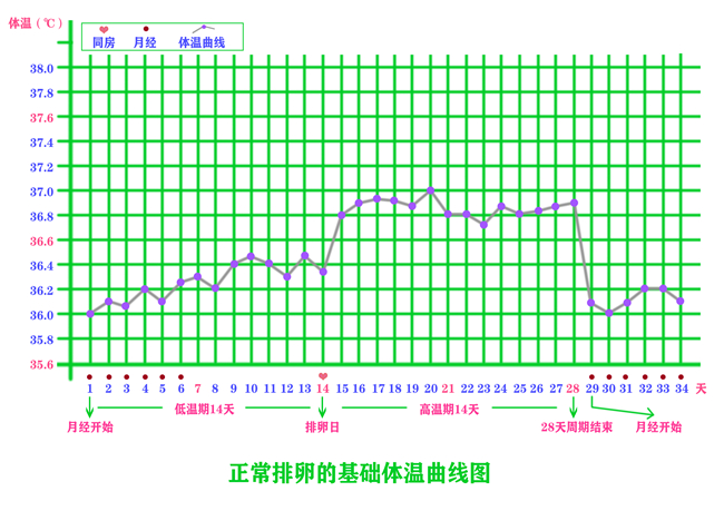 正常排卵的基礎(chǔ)體溫曲線圖