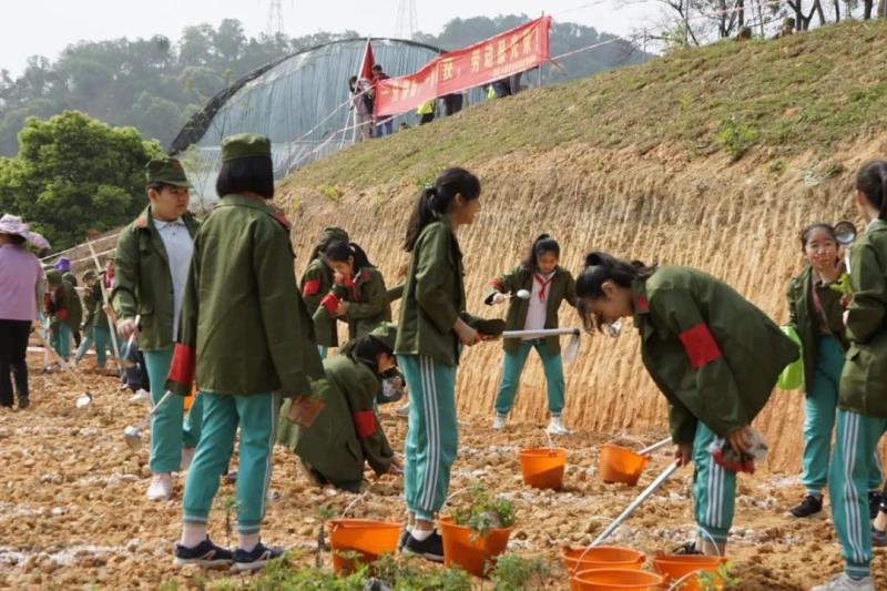 勞動(dòng)實(shí)踐：種植艾草