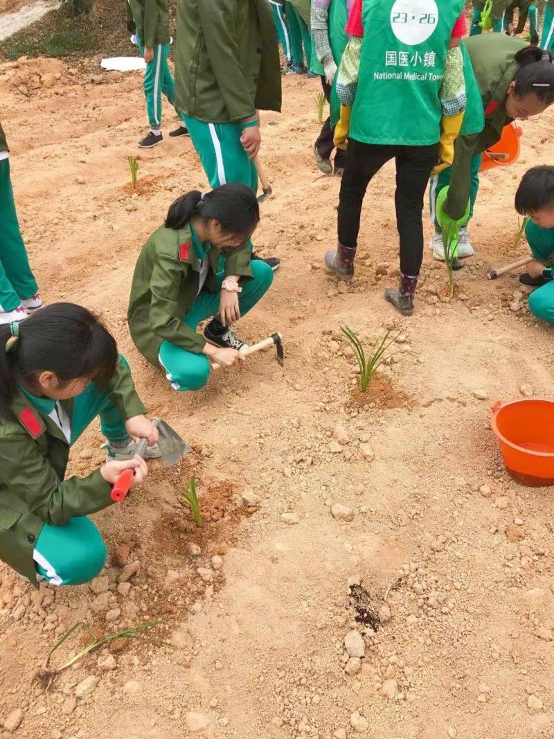 勞動實踐：種植藥苗