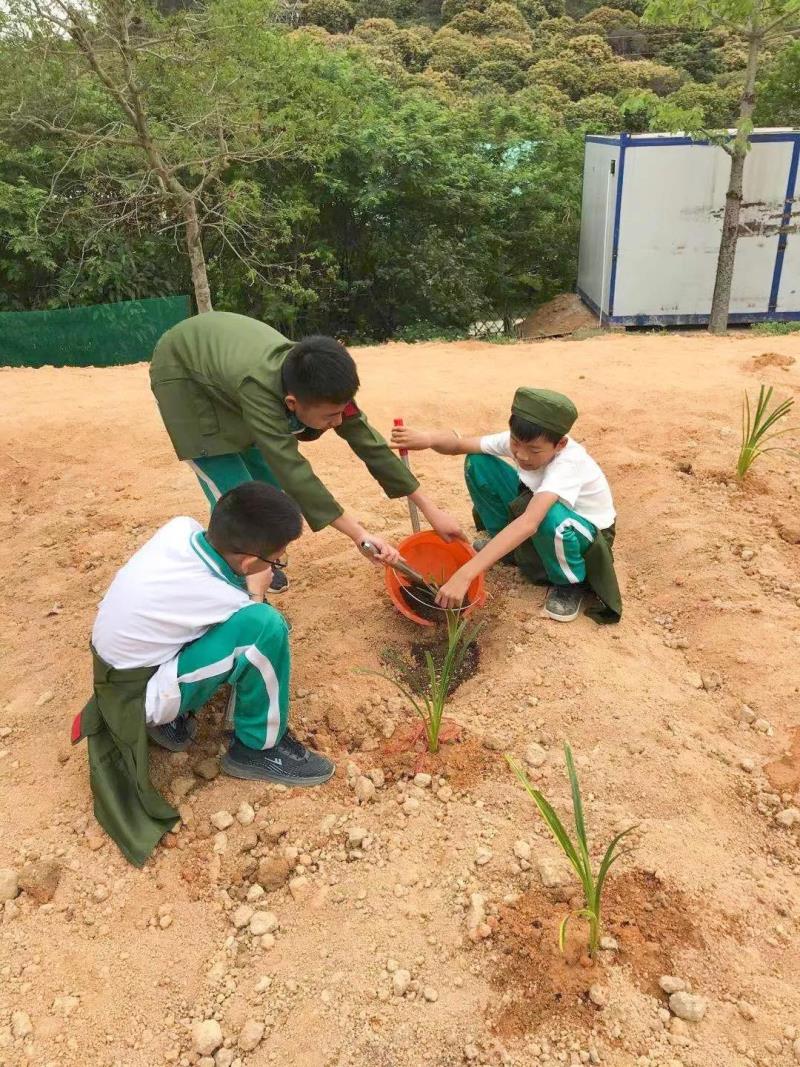 勞動實踐：種植藥苗