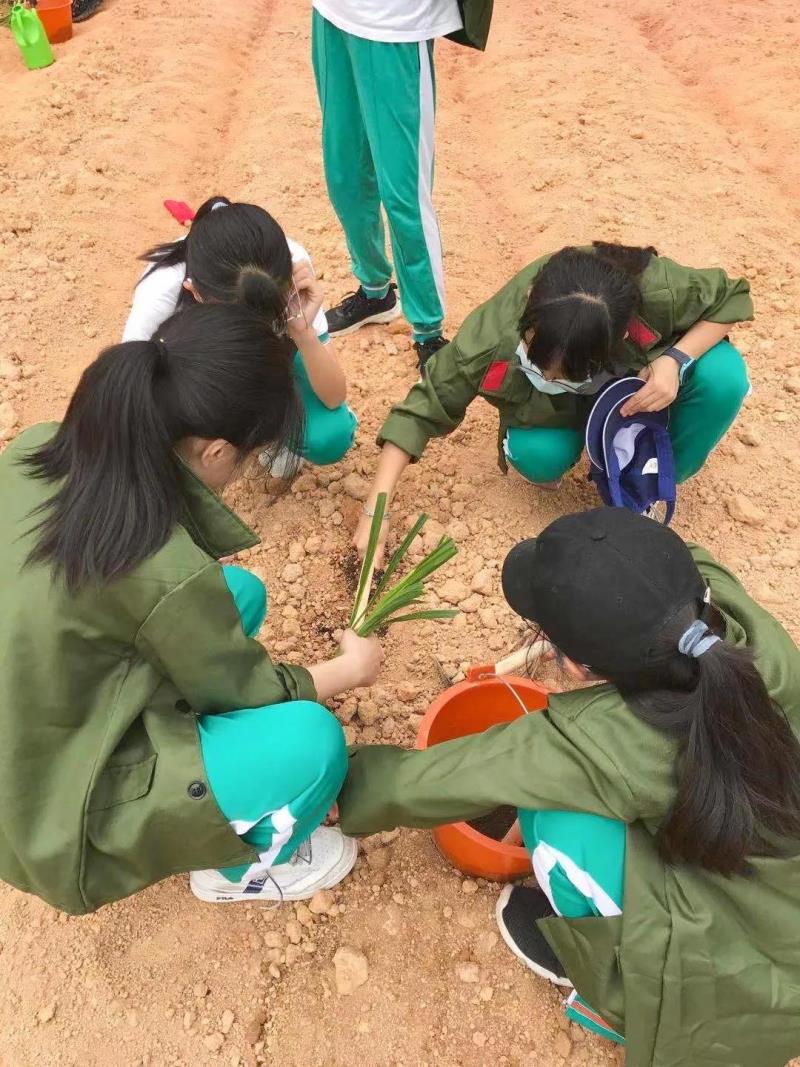 勞動實踐：種植藥苗