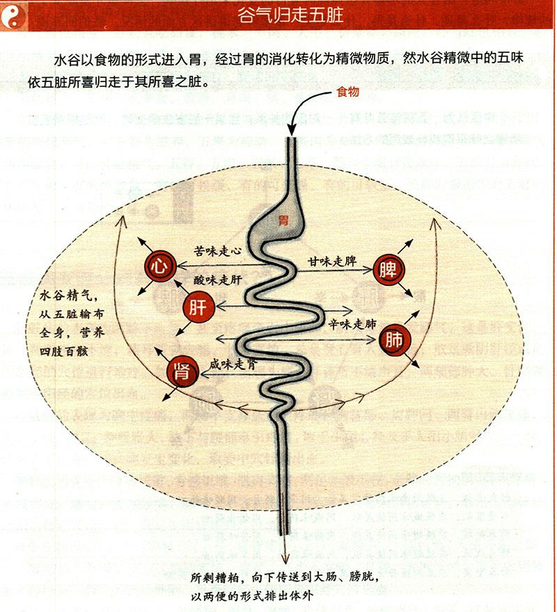 食物在體內(nèi)如何運化？