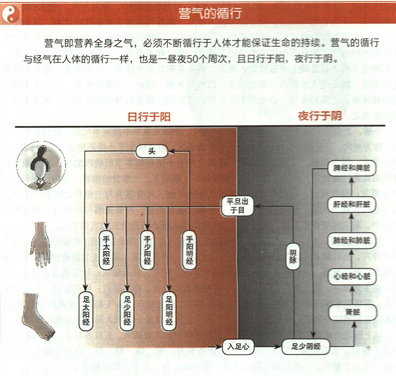 營氣在體內(nèi)是如何循環(huán)的？