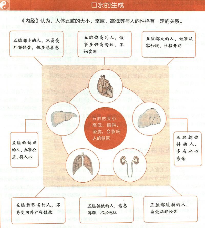 你知道自己臟腑的大小嗎？