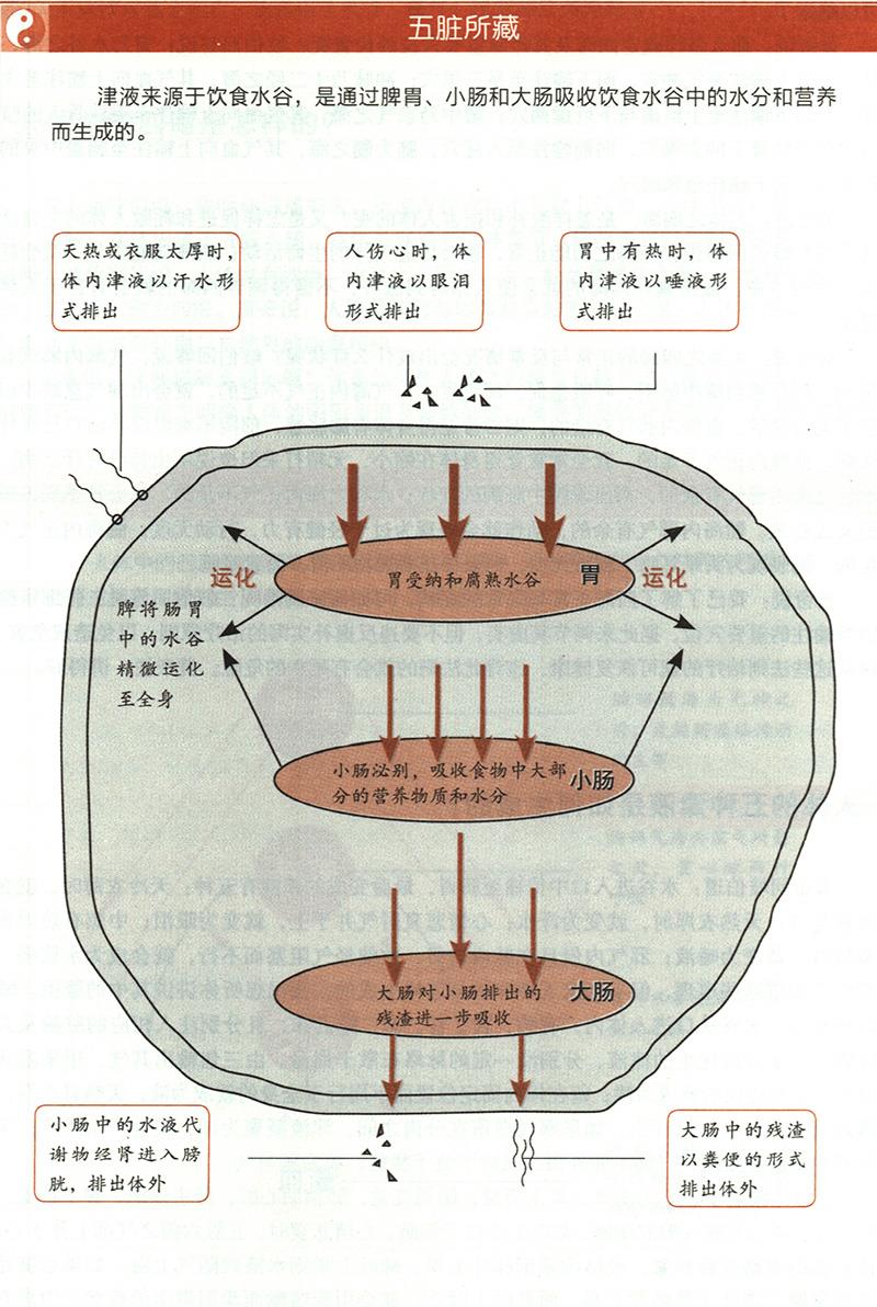 人體的五種津液是如何生成的？