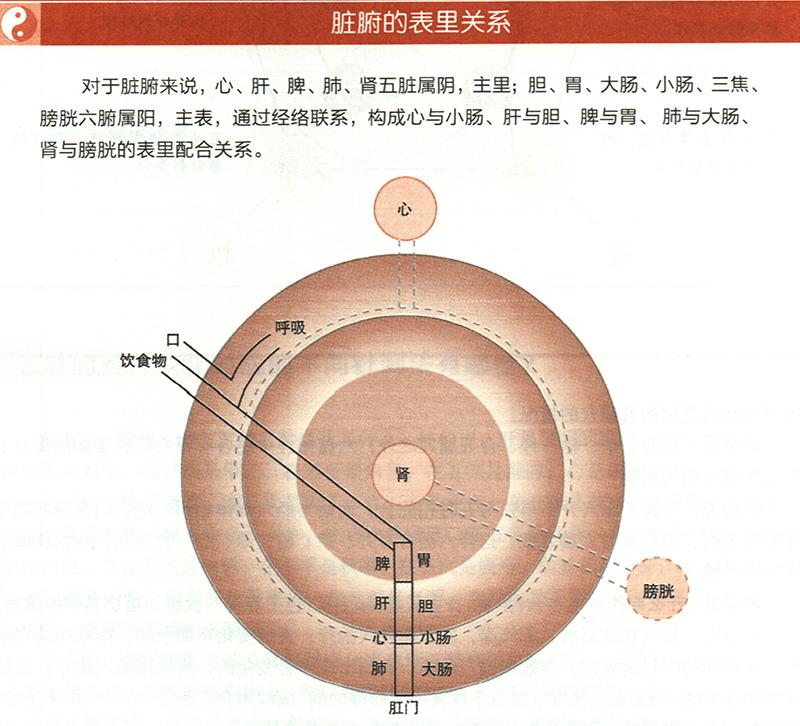 臟腑與各組織之間是什么關系？