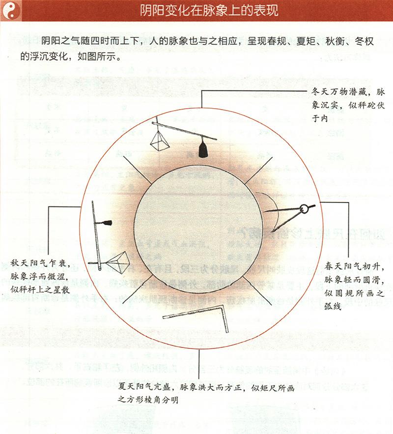 四時陰陽怎樣反映在脈象上？