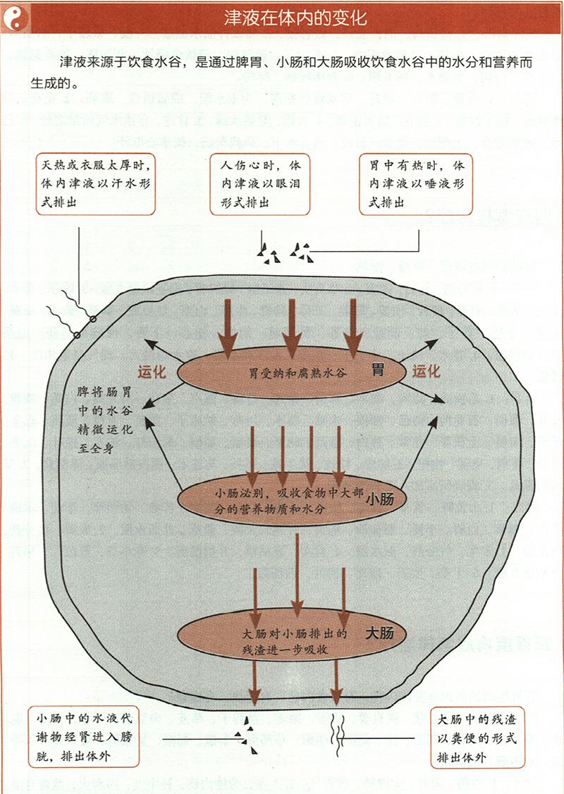 痰飲應怎樣治療？