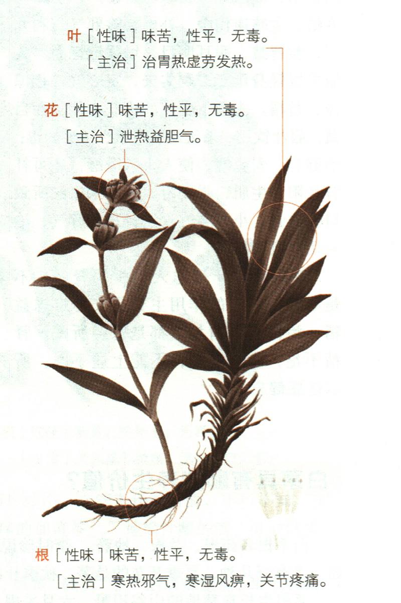 秦艽具有哪些養(yǎng)生價(jià)值？